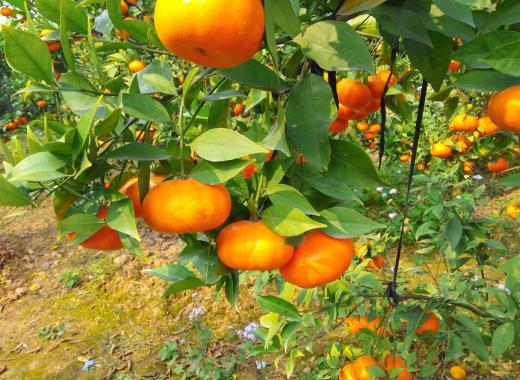 HẢI PHÒNG - CAO NGUYÊN MỘC CHÂU – HẢI PHÒNG