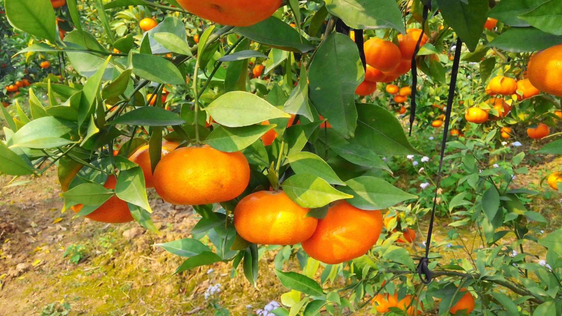 HẢI PHÒNG - CAO NGUYÊN MỘC CHÂU – HẢI PHÒNG