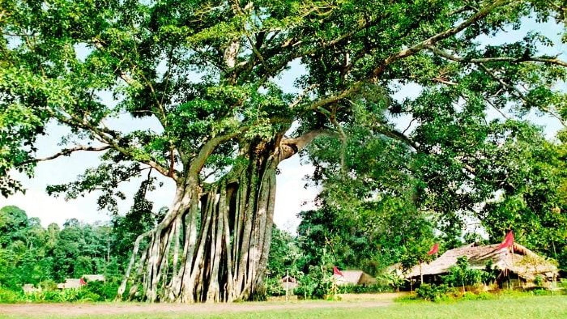 HỒ NÚI CỐC - CÂY ĐA TÂN TRÀO - ATK ĐỊNH HÓA – TAM ĐẢO